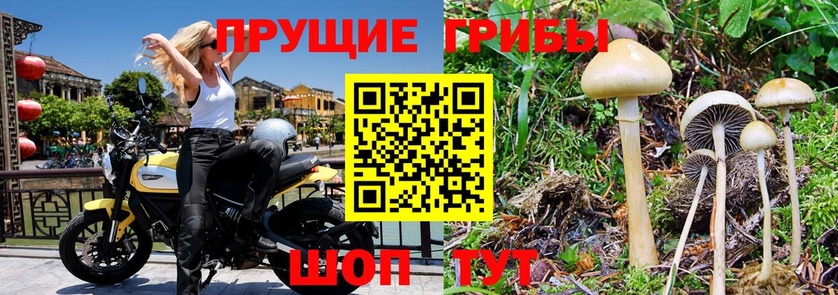 Гудермес  Галлюциногенные грибы Psilocybe  Вход с VPN 